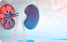 predir-HP-maladie-carcinome Predir-PrédispositionS aux tumeurs du rein carcinome